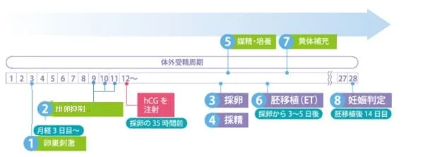 アンタゴニスト法は、20歳～33歳の方に多い体外受精における治療で、アンタゴニスト法での体外受精のスケジュールの画像