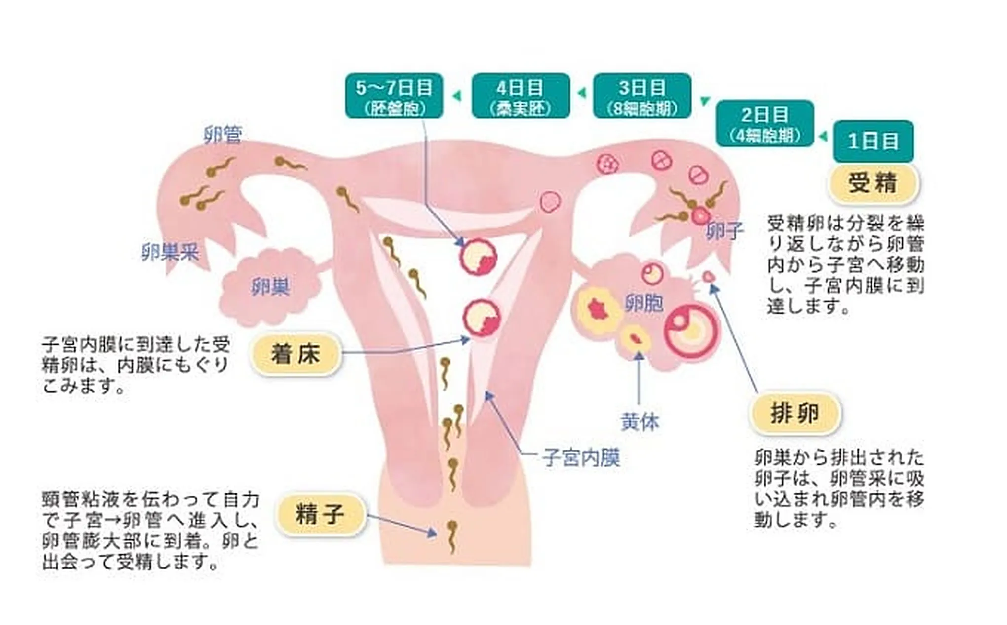受精から着床までのしくみを示した図（1日目 受精、2日目 4細胞期、3日目 8細胞期、4日目 桑実胚、5～7日目 胚盤胞、着床）